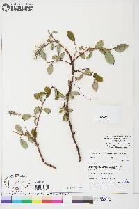 Salix arctica image