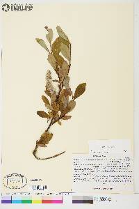 Salix arctica image