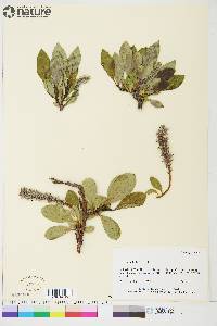 Salix arctica image