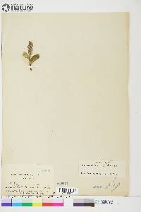 Salix arctica image