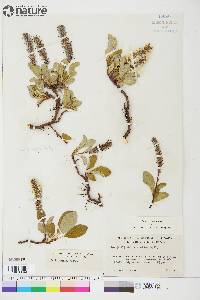 Salix arctica image