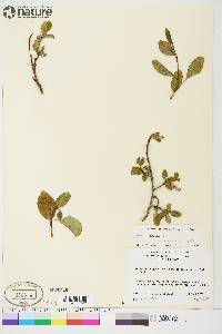 Salix arctica image