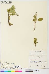 Salix arctica image