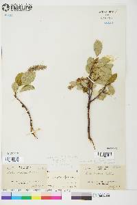 Salix arctica image