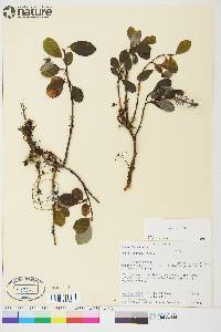 Salix arctica image