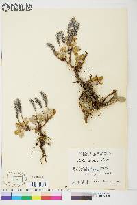 Salix arctica image