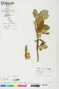 Salix arctica image