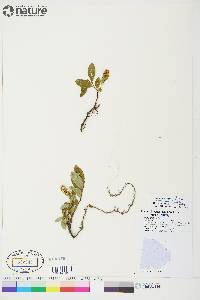 Salix arctica image