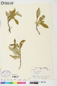 Salix arctica image