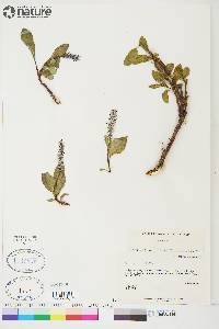 Salix arctica image