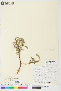 Salix arctica image