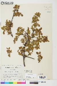 Salix arctica image