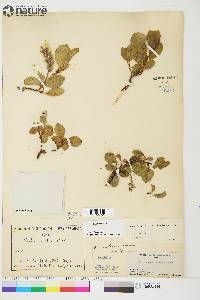 Salix arctica image