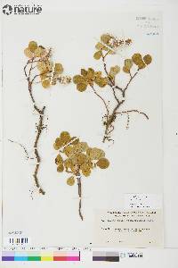 Salix arctica image