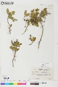 Salix arctica image