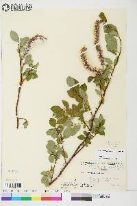 Salix arctophila image