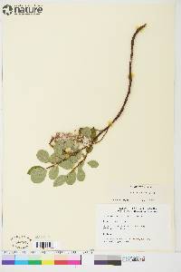 Salix arctophila image