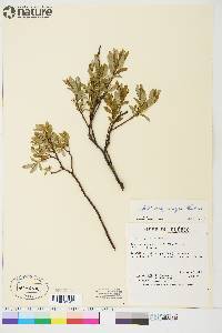 Salix argyrocarpa image