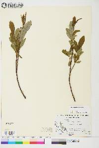 Salix argyrocarpa image