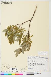 Salix argyrocarpa image