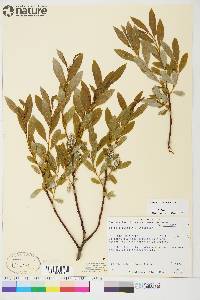 Salix argyrocarpa image