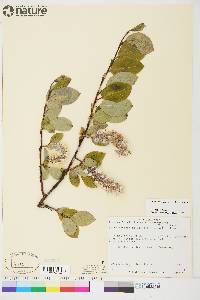 Salix arctophila image