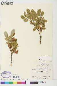 Salix athabascensis image