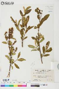 Salix athabascensis image