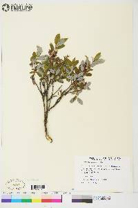 Salix athabascensis image