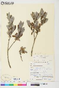 Salix athabascensis image