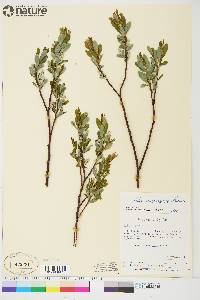 Salix argyrocarpa image