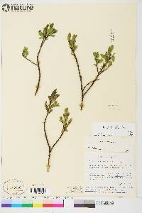 Salix ballii image