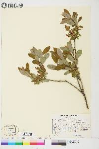 Salix athabascensis image