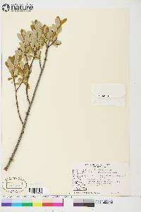 Salix athabascensis image