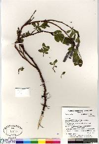 Salix arctophila image