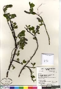 Salix arctophila image