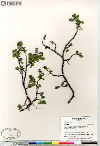 Salix arctophila image