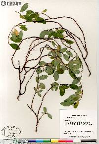 Salix arctophila image