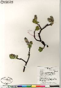 Salix calcicola image