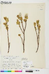 Salix calcicola image