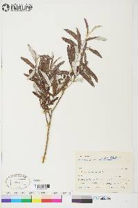 Salix candida image