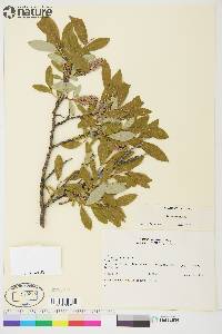 Salix glauca image