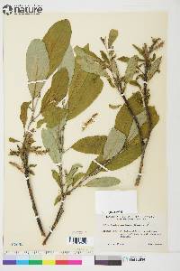 Salix glauca image