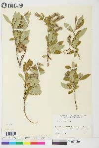 Salix glauca image