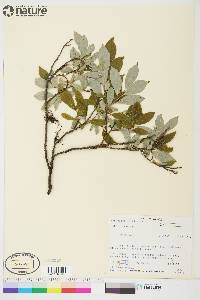 Salix glauca image