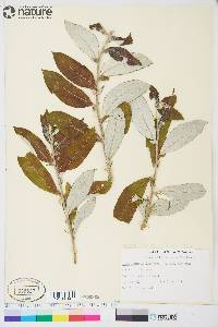 Salix alaxensis image