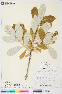 Salix alaxensis var. alaxensis image