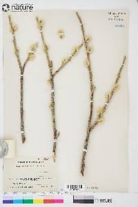 Salix alaxensis image