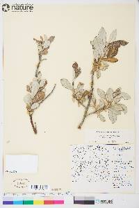 Salix alaxensis image