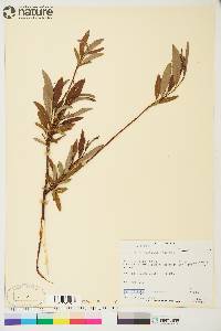 Salix arbusculoides image